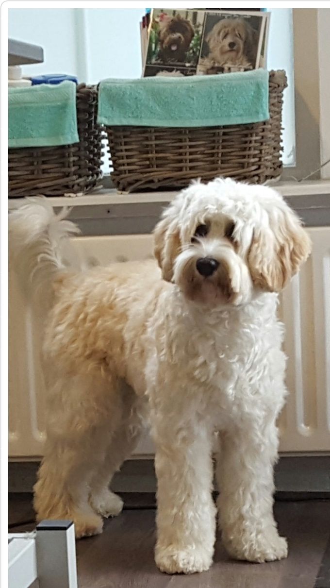 Lola net gewassen, geföhnd en geknipt