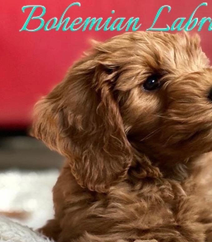 www.bohemianlabradoodles.nl